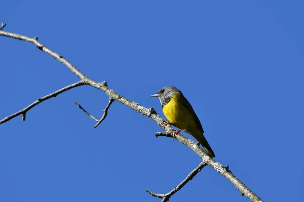 Paruline Pleureuse Perchée Dans Arbre — Photo