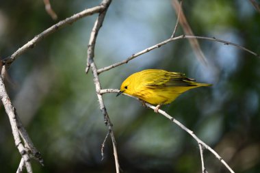 Amerikan Sarı Warbler bir dala tünedi.