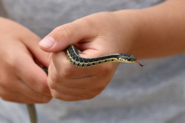 Young boy catches a garden snake and holds it in his hands clipart
