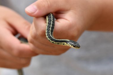 Genç çocuk bir bahçe yılanı yakalar ve onu elinde tutar.