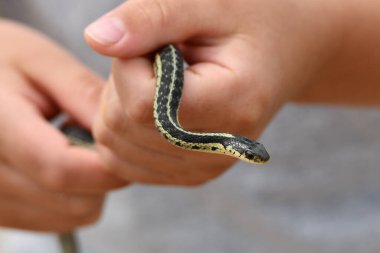 Young boy catches a garden snake and holds it in his hands clipart