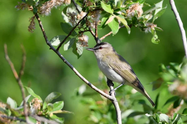 Vörös Szemű Vireo Énekesmadár Ágon — Stock Fotó