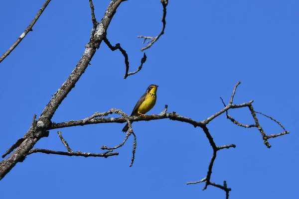 Canada Warbler Songbird Perched Branch — Stock Photo, Image