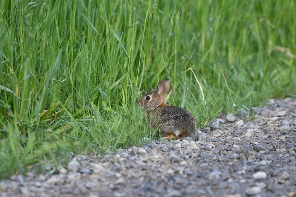 Baby Cottontail Králík Sedí Podél Kraje Země Silnice Jíst Trávu — Stock fotografie