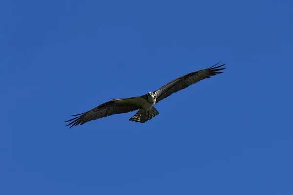 Balbuzard Vol Planant Avec Des Ailes Déployées — Photo