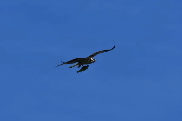 Osprey Macho Vuelo Llevando Pez — Foto de Stock