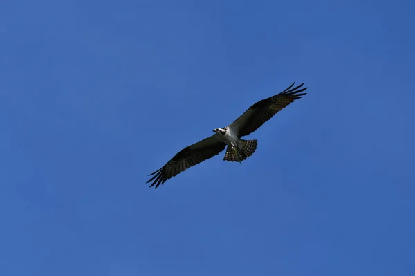 Osprey Macho Vuelo Llevando Pez — Foto de Stock