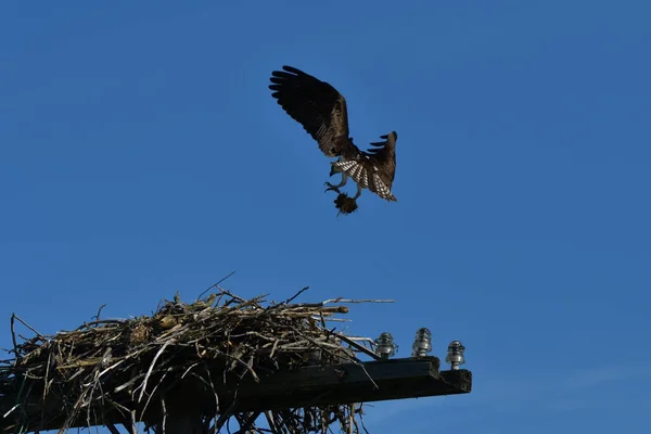 Osprey Repülés Közben Egy Csomó Füvet Földet Visz Fészkébe Telefonpózna — Stock Fotó