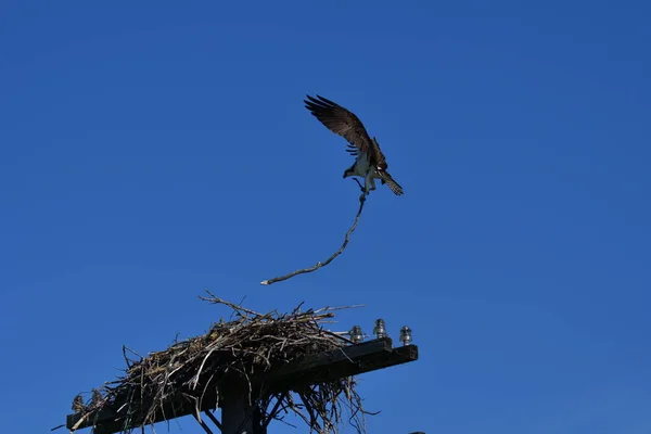 Osprey Repülés Közben Egy Botot Visz Fészkéhez Telefonpózna Tetején — Stock Fotó