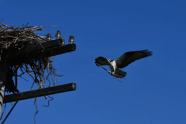 Uçarken Osprey Telefon Direğinin Tepesindeki Yuvasına Bir Sopa Taşır — Stok fotoğraf