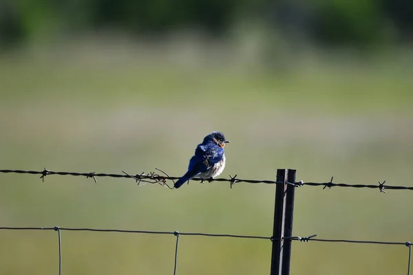 Bluebird Oriental Empoleirado Uma Cerca Arame Farpado — Fotografia de Stock