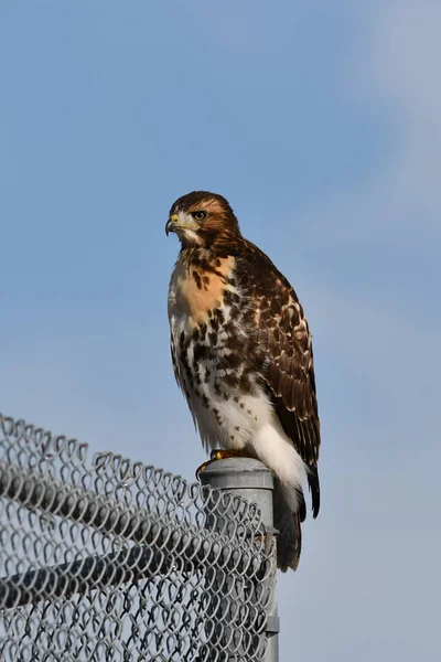 Red Tailed Hawk Neergestreken Hek Paal Langs Rand Van Honkbal — Stockfoto