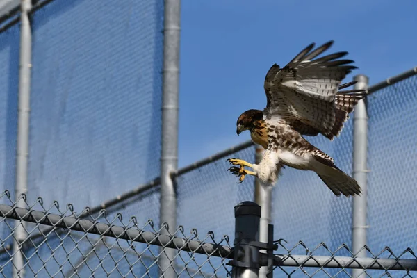 Juvenile Red Tailed Hawk Intento Aterrizar Una Cerca Eslabones Cadena — Foto de Stock