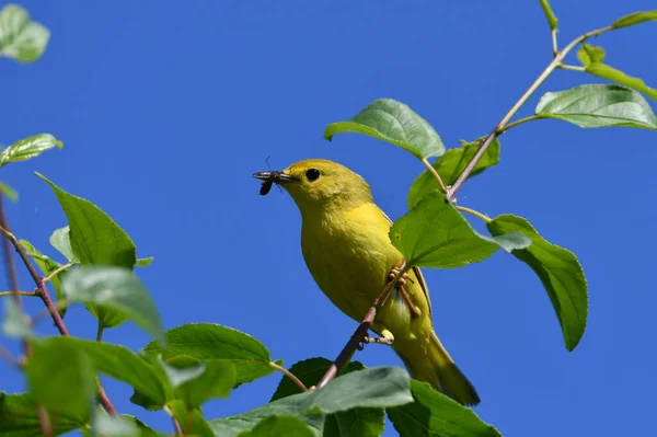 Warbler Amarelo Feminino Empoleirado Uma Árvore Carregando Bico Cheio Insetos — Fotografia de Stock