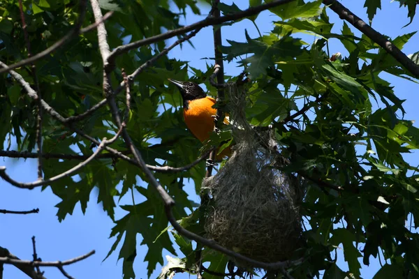 Male Baltimore Oriole Sits Perched Branch Its Nest — Stock Photo, Image