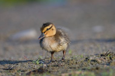 Yavru Mallard Ördeği gölün kenarında duruyor