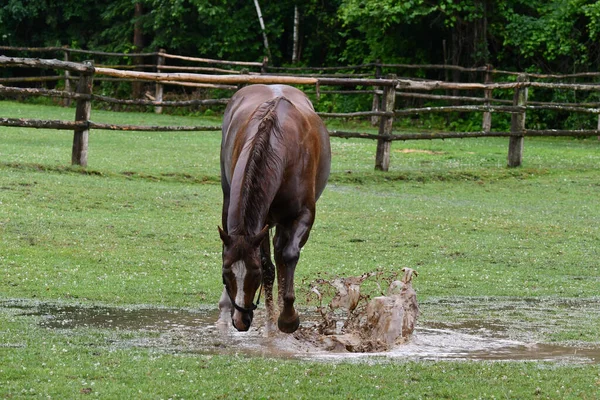 After a rain storm a horse splashes and plays in the mud puddles left behind