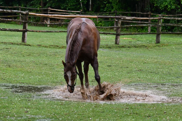 After a rain storm a horse plays in the mud puddles left behind