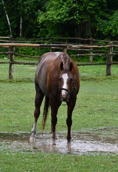 After a rain storm a horse playing in the mud puddles looks up and notices he is being being photographed