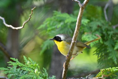 Male Common Yellow throat warbler perched on a branch in the forest