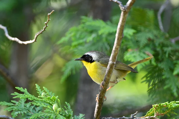 普通的雄性黄喉莺栖息在森林的树枝上 — 图库照片