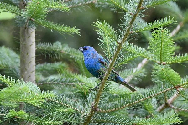 Colorful Male Indigo Bunting Sits Perched Pine Tree — Stock Photo, Image