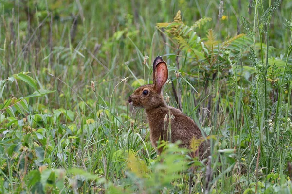 Cute Brown European Hare Sits Meadow Looks — Foto de Stock