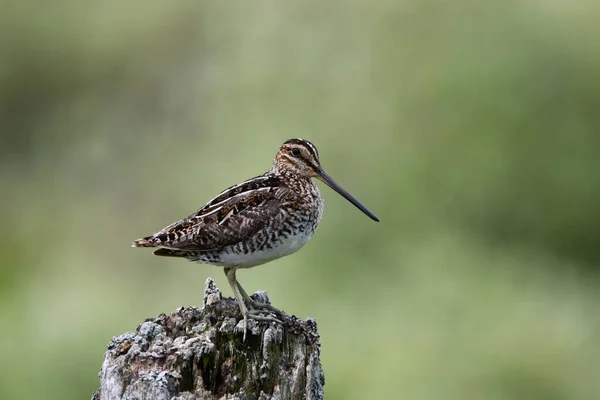 Country Scene Wilson Snipe Perched Fence Post — Stock Photo, Image