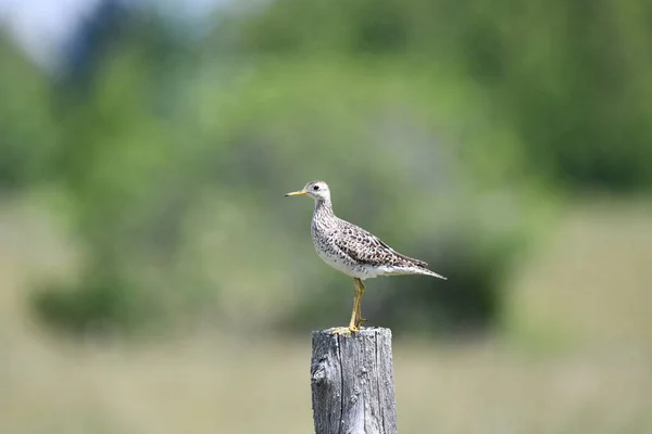 Country Scene Upland Sandpiper Stands Perched Fence Post — Stock Photo, Image