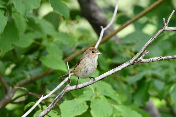 самка индиго-овсянка сидит на дереве
