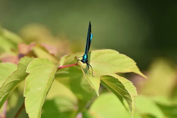 Colorful Blue Green Ebony Jewelwing Damselfly Resting Leaf — ストック写真