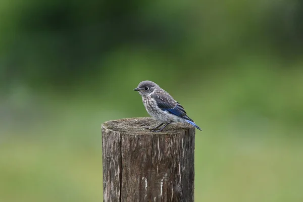 Baby Eastern Bluebird Som Har Flytt Och Sitta Ensam Ett — Stockfoto