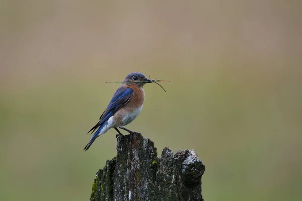 Eastern Bluebird Raccoglie Aghi Pino Materiale Nidificazione — Foto Stock