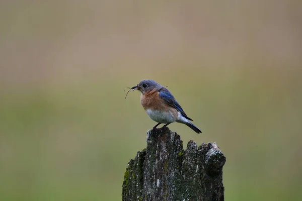 Eastern Bluebird Gathers Pine Needles Nesting Material — Photo