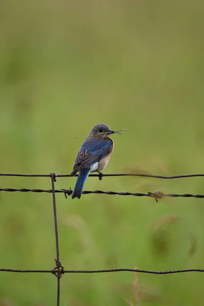 Восточная Синяя Птица Собирает Сосновые Иголки Материала Гнездования — стоковое фото