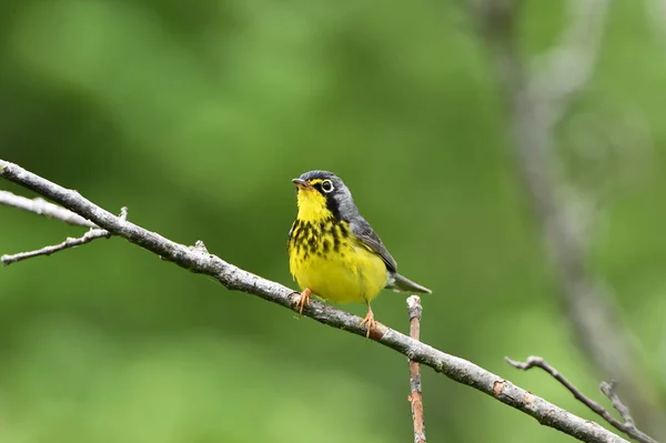 Canadá Warbler Sentado Empoleirado Ramo — Fotografia de Stock