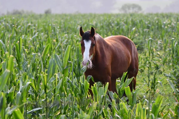 Clydesdale horse gets loose from field and is found in nearby a corn field eating the corn