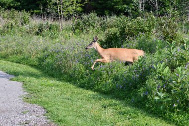 Beyaz kuyruklu geyik uzun otlardan atlıyor ve çakıl yolundan geçiyor.