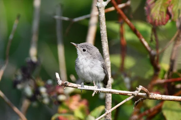 Großaufnahme Eines Auf Einem Ast Hockenden Blauen Grauschnabelvogels — Stockfoto