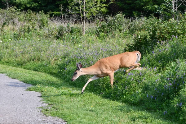 白尾鹿从高高的草地上跳出来 穿过石子路 — 图库照片