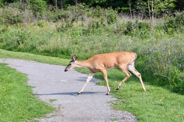白尾鹿从高高的草地上跳出来 穿过石子路 — 图库照片