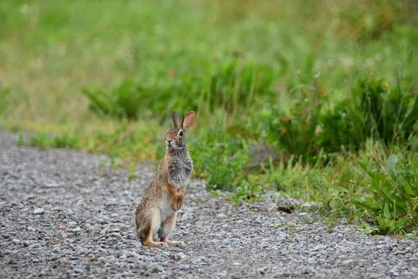 一张照片 照片上是一只野生的小红兔 后腿站在乡间小路旁边环顾四周 — 图库照片