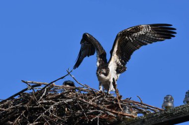 Genç Osprey kuşu yuvasında kanatları açık oturuyor.