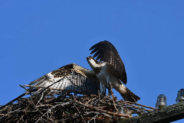 Genç Osprey Kuşu Yuvasında Kanatları Açık Oturuyor — Stok fotoğraf