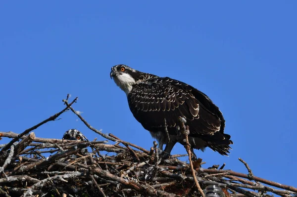 Jonge Osprey Vogel Zittend Nest — Stockfoto