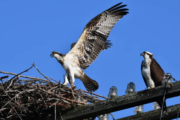 Genç Osprey Kuşu Yuvasında Kanatları Açık Oturuyor — Stok fotoğraf