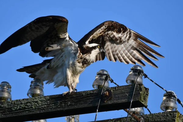 Adulto Osprey Estira Sus Alas — Foto de Stock