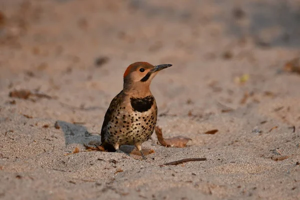 Flicker Norte Comum Senta Praia Comendo Formigas — Fotografia de Stock