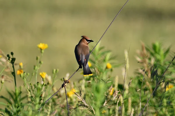 Krajowa Scena Kolorowego Ptaka Cedar Waxwing Siedzącego Drucie — Zdjęcie stockowe