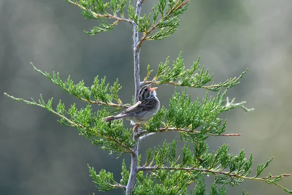粘土色麻雀栖息在香柏树下歌唱 — 图库照片